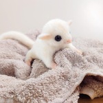 【fluna様ご予約品】フクロモモンガちゃん　ベビー