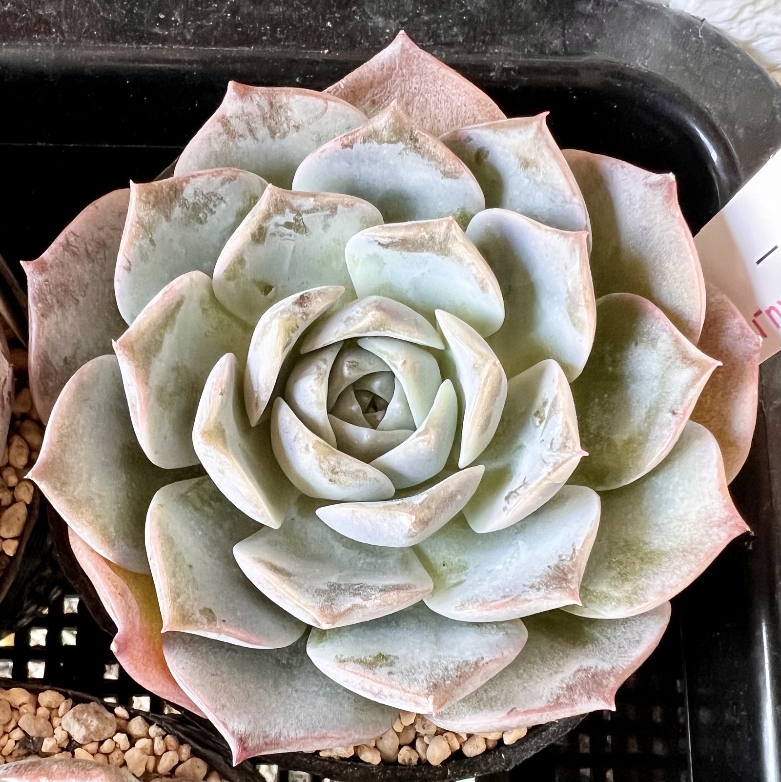 ママノエル 札付き 子株つき  多肉 多肉植物】ホワイトスノー（札付き） - PukuPuku GALLERY | minne