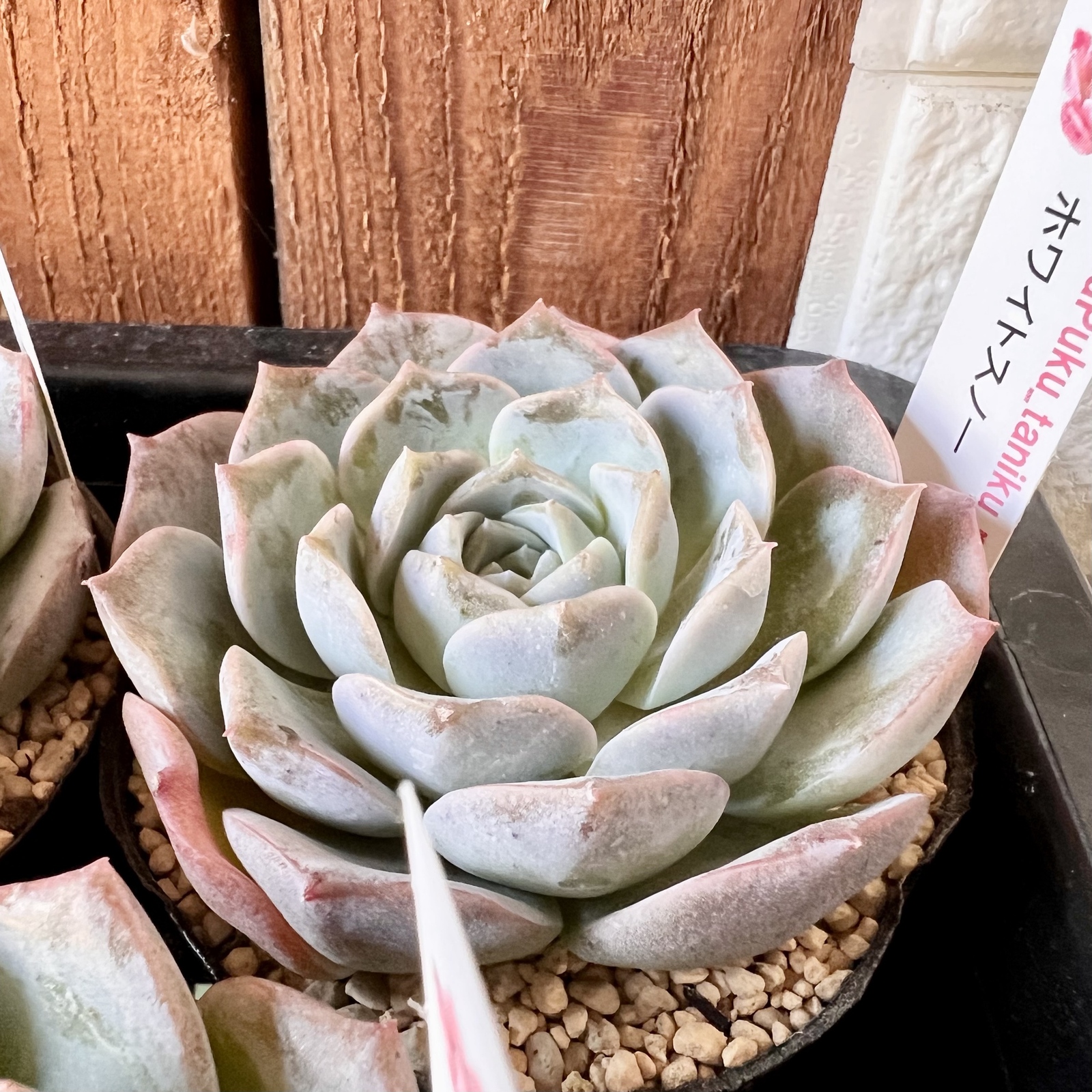 多肉植物】ホワイトスノー（札付き） - PukuPuku GALLERY | minne