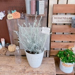 お花が咲く♡アイアンピックつき【エレモフィラ寄せ植え】毎年楽しめるお洒落なお花♡ホワイト系樹脂器