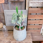 現品♡【キングマハラジャ】かっこいい多肉植物ユーフォルビア！あたたかみのある陶器鉢に植えました♡