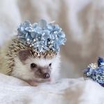 【撮影小物におすすめ】プリザーブドフラワー花かんむり&花束/小動物/ハリネズミ/ハムスター/うさぎ/モモンガ