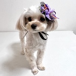 【犬用】ハロウィン　犬リボン　魔女　チョーカー　コウモリ　ヘッドドレス