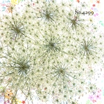 ♡人気作品♡ 作家様必見！レースフラワーの押し花セット♡