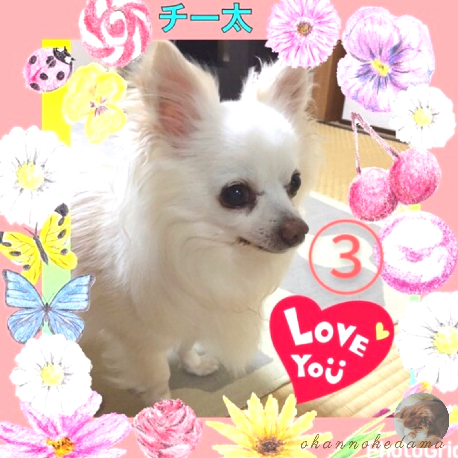 □wantoさま専用愛犬チワワちゃんオーダー確認用ページ□ハンドメイド 小型犬 230701 Pちゃん チワワ - 【公式】ぬいぐるみのオーダーメイド
