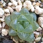 光オブツーサ ④ 多肉植物 ハオルチア