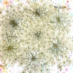 ♡人気作品♡ 作家様必見！レースフラワーの押し花セット♡