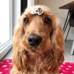 オーダーメイド  犬、猫、ペット　ブローチ