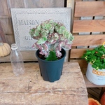 現品ラスト●送料無料●【キングマハラジャ】かっこいいユーフォルビア多肉植物♡育てやすい植物♪