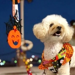 ハーネス リードセット☆ HELLOWEEN ハーネスリード、袖フリル付き  （ブラック・パープル・グレー選べます）（ブラック・パープル…ラスト一点5kg以下）