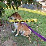  イエローリボン　犬用　イエロードックプロジェクト