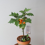 送料無料【１点もの】ソラナム メリーランタンのハロウィン鉢植えC（福岡発送）