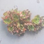 ヤンジン　群生　1ヶ＊カット苗・韓国苗・多肉植物