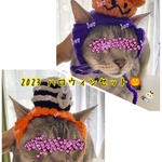 ハロウィンセット.ミイラ.パンプキンオバケ..10月.ニット帽.猫.被り物.コスプレ.毛糸