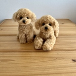 のんちゃん様　ご予約品　トイプードルのアプリコット