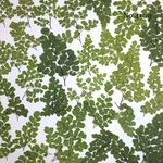 ♡new♡作家様必見♡ ♡アジアンタム押し花セット♡