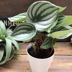 スイカぺぺ♡サンデルシー♡ぺぺロミア♡観葉植物♡