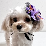 【犬用】ハロウィン　犬リボン　魔女　チョーカー　コウモリ　ヘッドドレス　ツーウェイタイプ