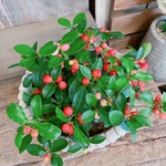 ラスト！ベージュ系陶器鉢♡【チェッカーベリー寄せ植え】おしゃれガーデニング♡毎年楽しめます！