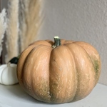 ハロウィンパンプキン本物🎃