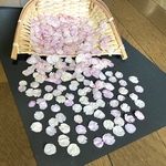 macoronが作った河津桜の花びらのドライフラワー150➕おまけちょっびり‼️