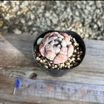 多肉植物 韓国苗 プリメーラ