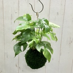 ヒメモンステラ  モンステラ・ミニマ  苔玉 ハンギング
