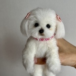 3525-tm様　ご予約品　マルチーズ