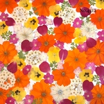 ♡new♡作家様必見♡押し花MIXセット♡押し花セット