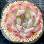 ストロベリーアーモンド　超美苗　エケベリア カット苗　韓国苗　多肉植物