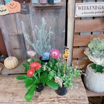 ●送料無料●現品【斑入りジュズサンゴ、ガーベラ、エレモフィラ】寄せ植えに可愛いお花たち！ハロウィンピックおまけ