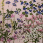 押し花 素材 ブラキカム他旬の小花セット　💐
