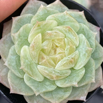 多肉植物　エケベリア　ダイヤモンド秘境　4cm  抜き苗　1株