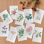 思い出の草花ミニサンキューカードセット