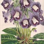 フランスアンティーク 博物画 植物画『GLOXINIA BPECIOSA』 多色刷り石版画　ボタニカルアート