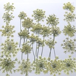 ワイルドキャロットの押し花　処分品