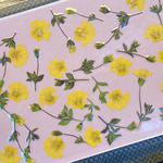 【押し花素材】メカルドニア　花のみ15輪＋葉付き蕾20本