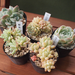 エケベリア　セデベリア　5点セット/多肉植物