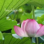 hiyohikari様
