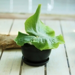 じわじわ大きくなる可笑しな植物スパーバム、黒鉢