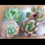 【送料込】４種セット⑫★カット苗★エケベリア★多肉★多肉植物★寄せ植え★