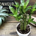 キングバンブー♡縁起の良い植物♡風水♡観葉♡