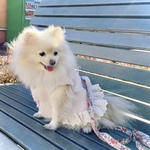 犬服 さくらんぼ🍒プードル_フェイクファーボレロ