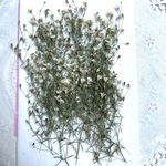 押し花素材かすみ草20本訳あり