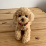 羊毛フェルト　トイプードルアプリコット　伏せ