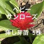 ベビーサンローズ 赤 発根苗 5～6株 ポット ハナツルソウ 観葉植物 多肉植物