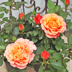 🌷花苗 ミニバラ コルダナ インパラ 3.5号ポット 芳香性 四季咲き アンティークオレンジ アプリコット🌷