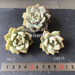 多肉植物　白牡丹