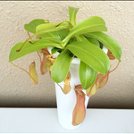 がんばろう熊本‼️応援セール‼️激安‼️食虫植物‼️ウツボカズラ‼️