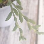 アーモンドネックレス＊多肉植物